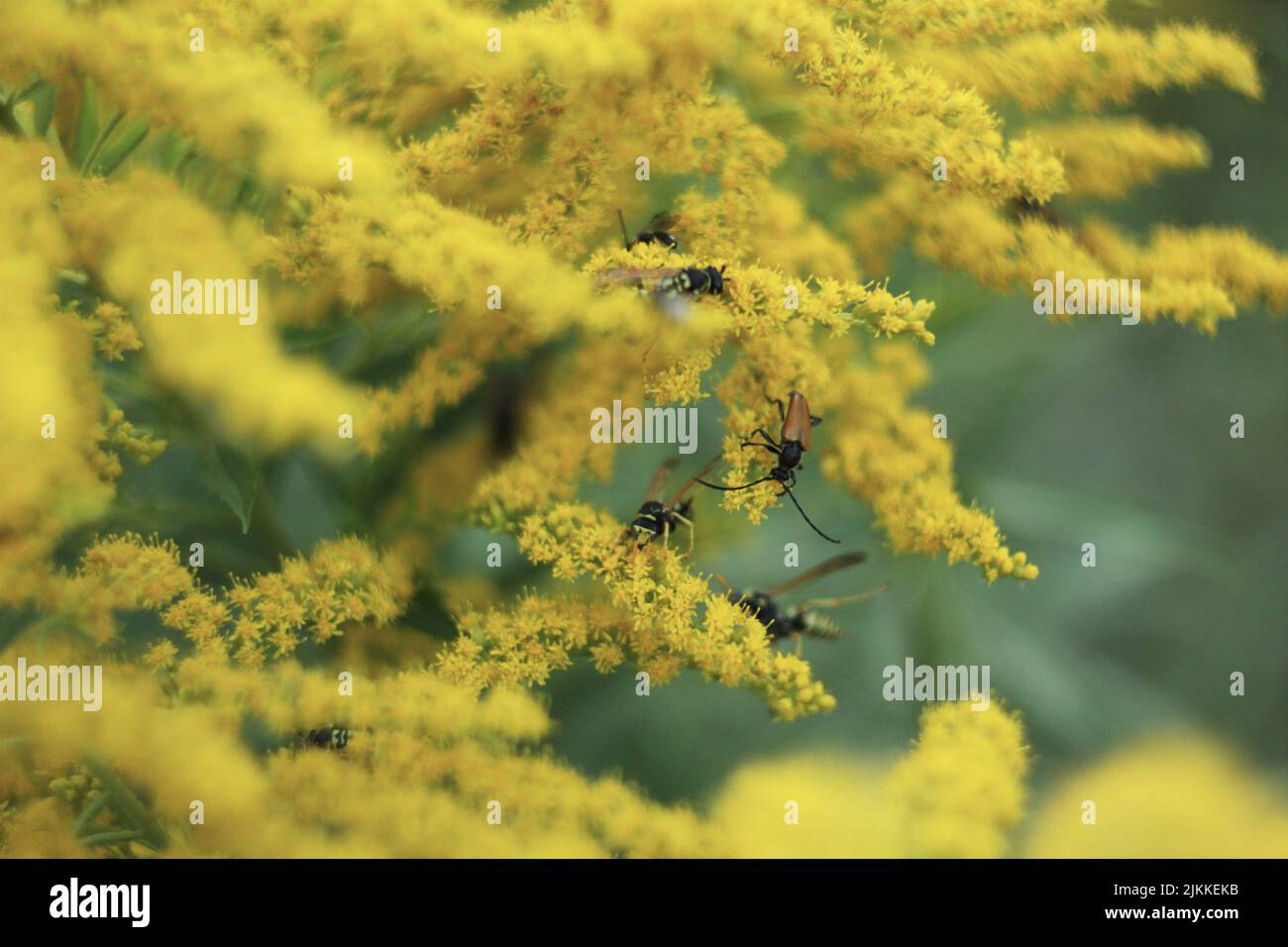 Un fuoco selettivo sparato di insetti sui rami fioriti Wrinkleleaf goldenrod (Solidago rugosa) Foto Stock