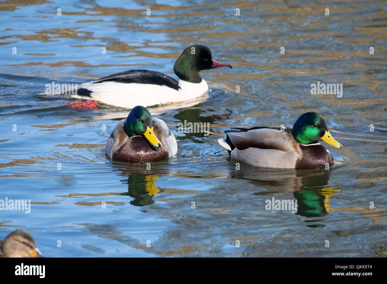 Un primo piano di uccelli da falda galleggianti su una superficie d'acqua in una giornata di sole Foto Stock