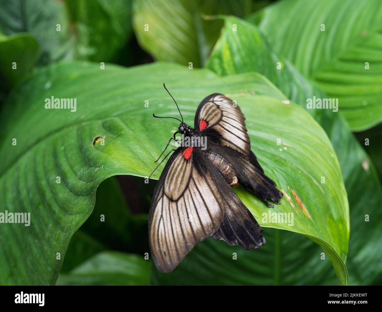 Un primo piano di una bella grande farfalla Mormon su una foglia verde in primavera Foto Stock