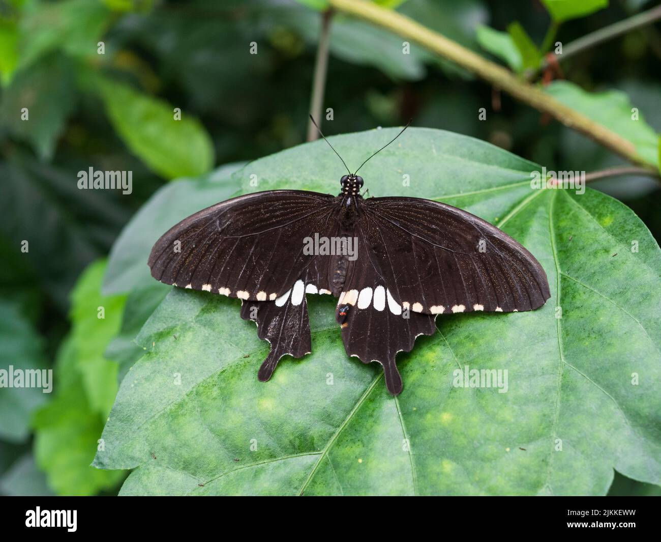 Un primo piano di una bella farfalla Mormon comune su una foglia verde in primavera Foto Stock