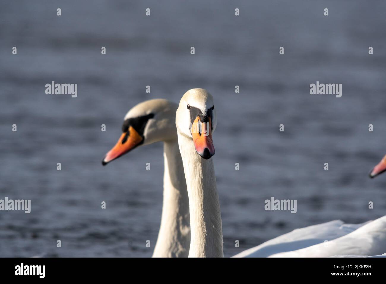 Un primo piano di un paio di cigni muti che nuotano in acqua calma in luce del sole con sfondo sfocato Foto Stock