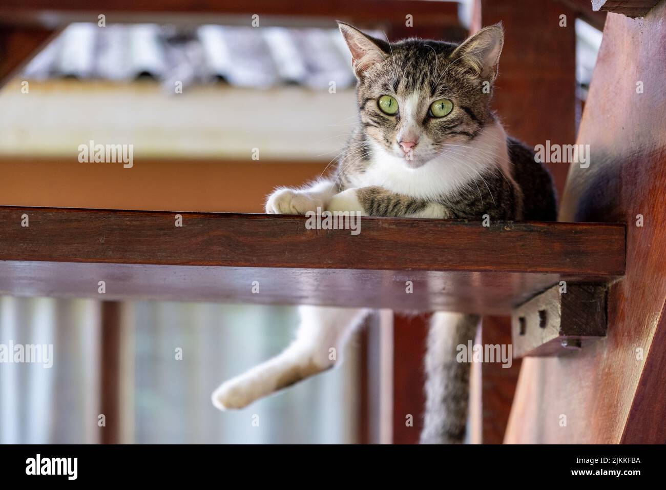 Un bel colpo di un gatto corto marrone e bianco con occhi verdi che si adagia su una mensola di legno marrone in luce del giorno con sfondo sfocato Foto Stock