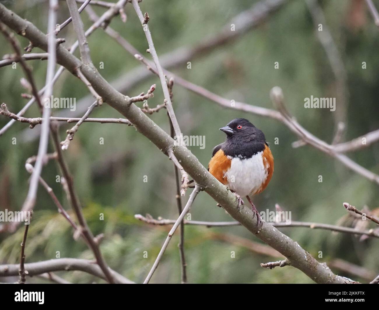 Un primo colpo di un finch appollaiato su un ramo Foto Stock