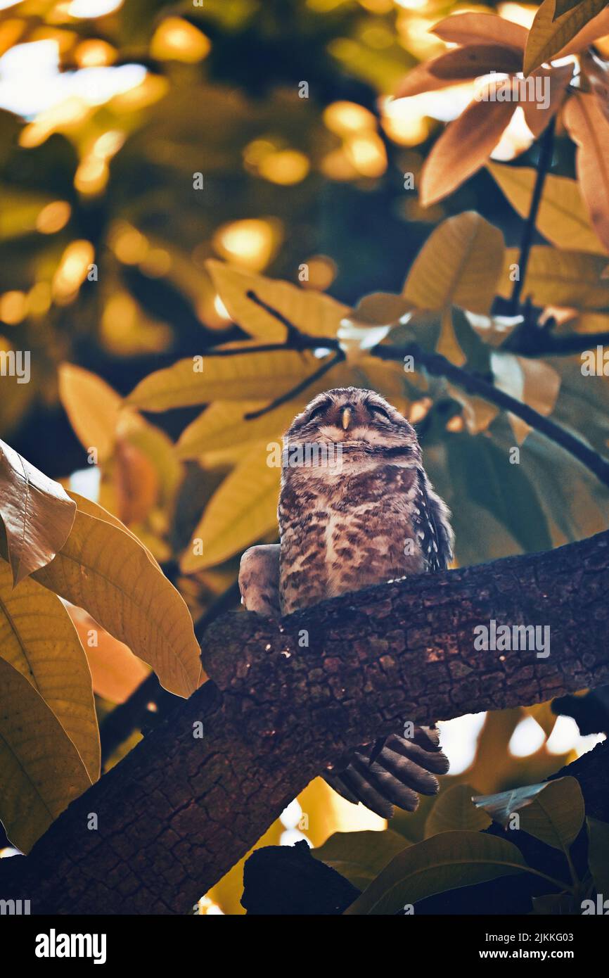 Un colpo verticale di un gufo macchiato che dorme su uno spesso ramo d'albero con uno sfondo di foglie gialle Foto Stock