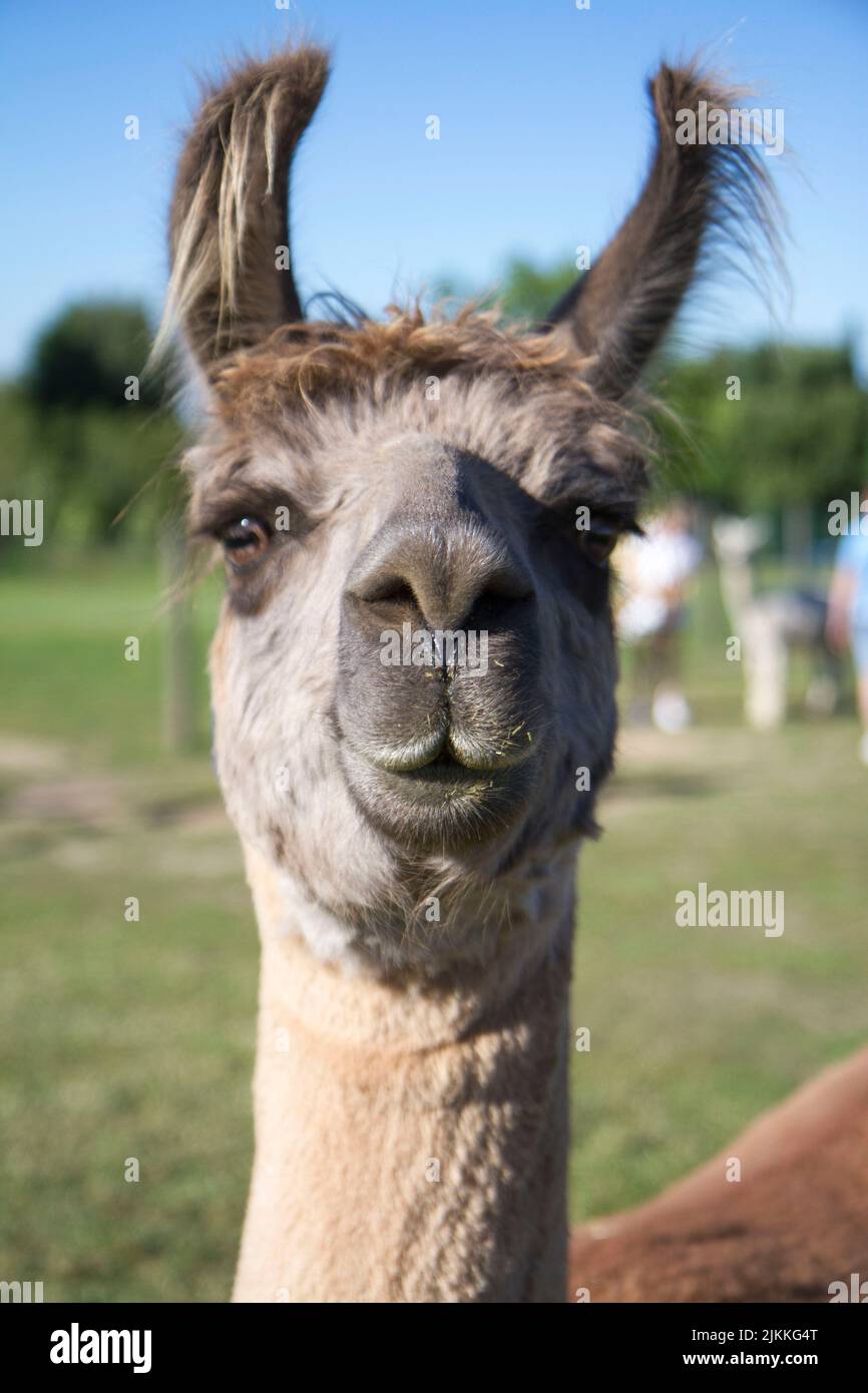 Un primo piano di una testa di un simpatico lama Foto Stock