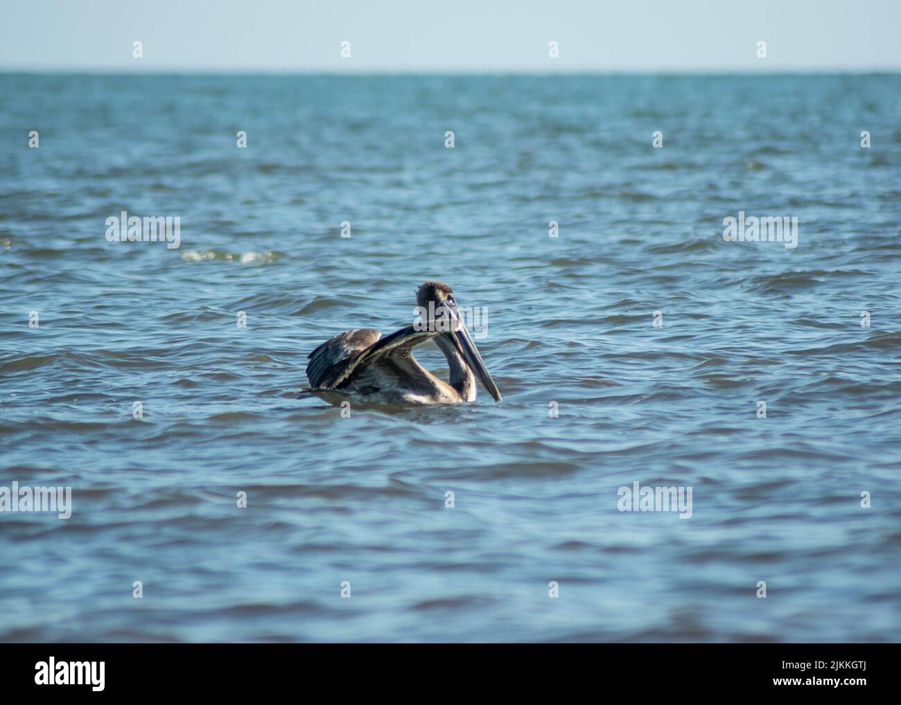 Una nuotata in pellicano nel mare ondulato sulla costa Foto Stock