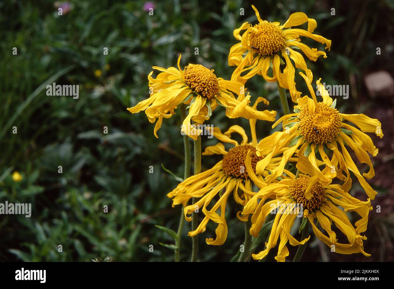 Il focus selettivo del fiore di Hymenoxys hoopesii Foto Stock
