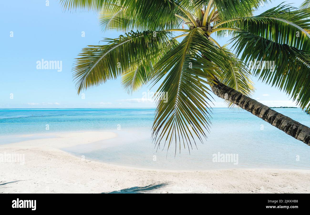 Una vista panoramica di un albero di palma sulla spiaggia di sabbia con una vista di un mare calmo e un cielo senza nuvole. Ideale per gli sfondi Foto Stock