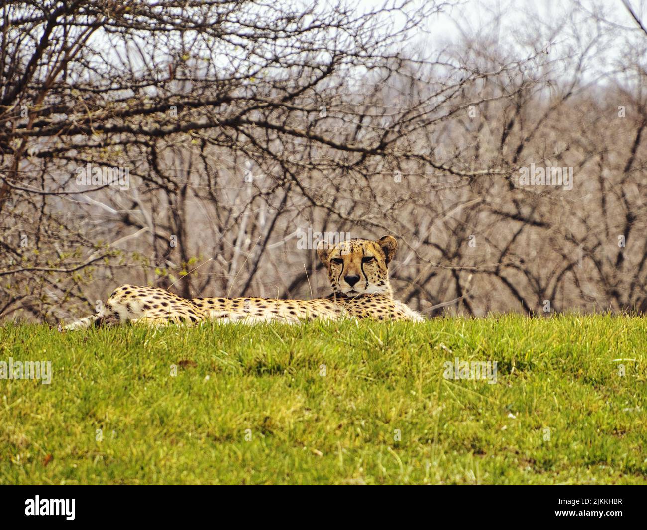 Un ghepardo selvaggio che riposa sull'erba verde nello zoo di Kansas City, Stati Uniti Foto Stock