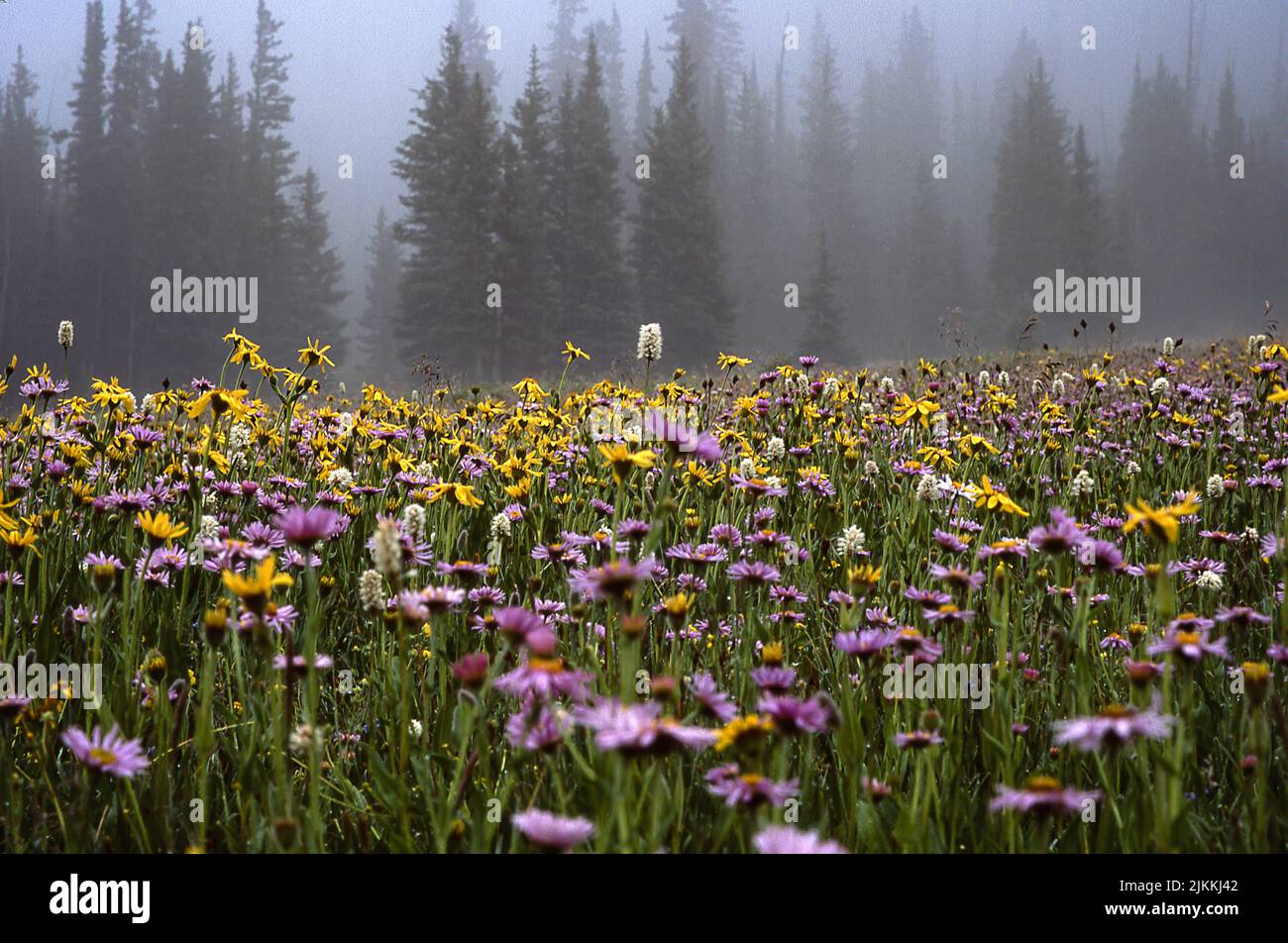 Un bel campo di fiori in una foresta in una giornata di nebbia Foto Stock