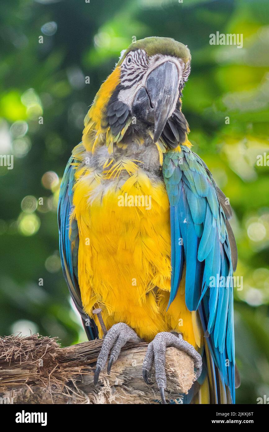 Blu e Giallo Macaw seduto su un ramo Guadalupa West Indies Foto Stock