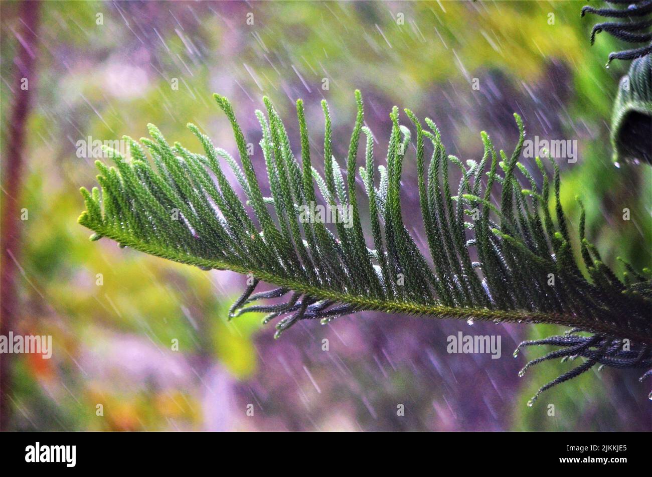 Una foto della pioggia che cade su una foglia di pino con sfondo verde sfocato della foresta Foto Stock