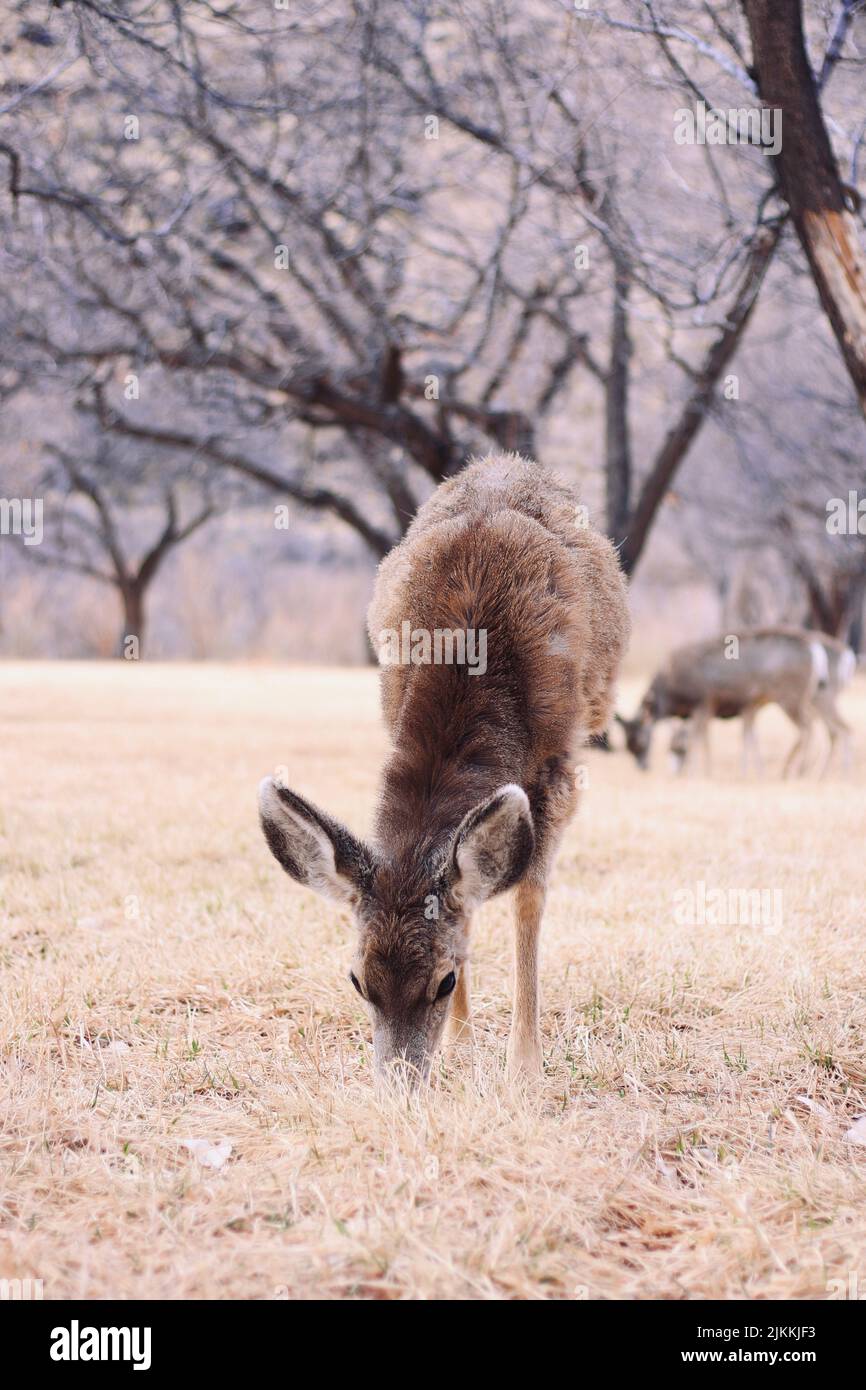 Un colpo verticale di un cervo mulo (Odocoileus hemionus) che pascola erba in un campo Foto Stock