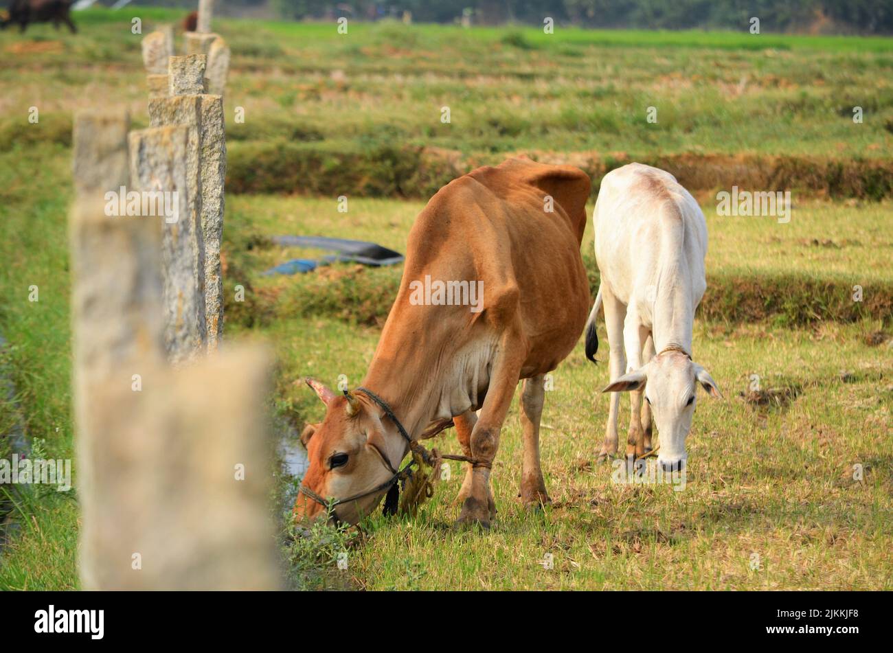 Una foto di una vacca bianca e marrone che pascola su un prato Foto Stock