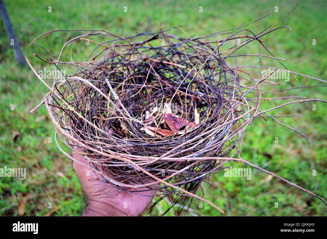 Una foto di un nido in mano a una persona Foto Stock