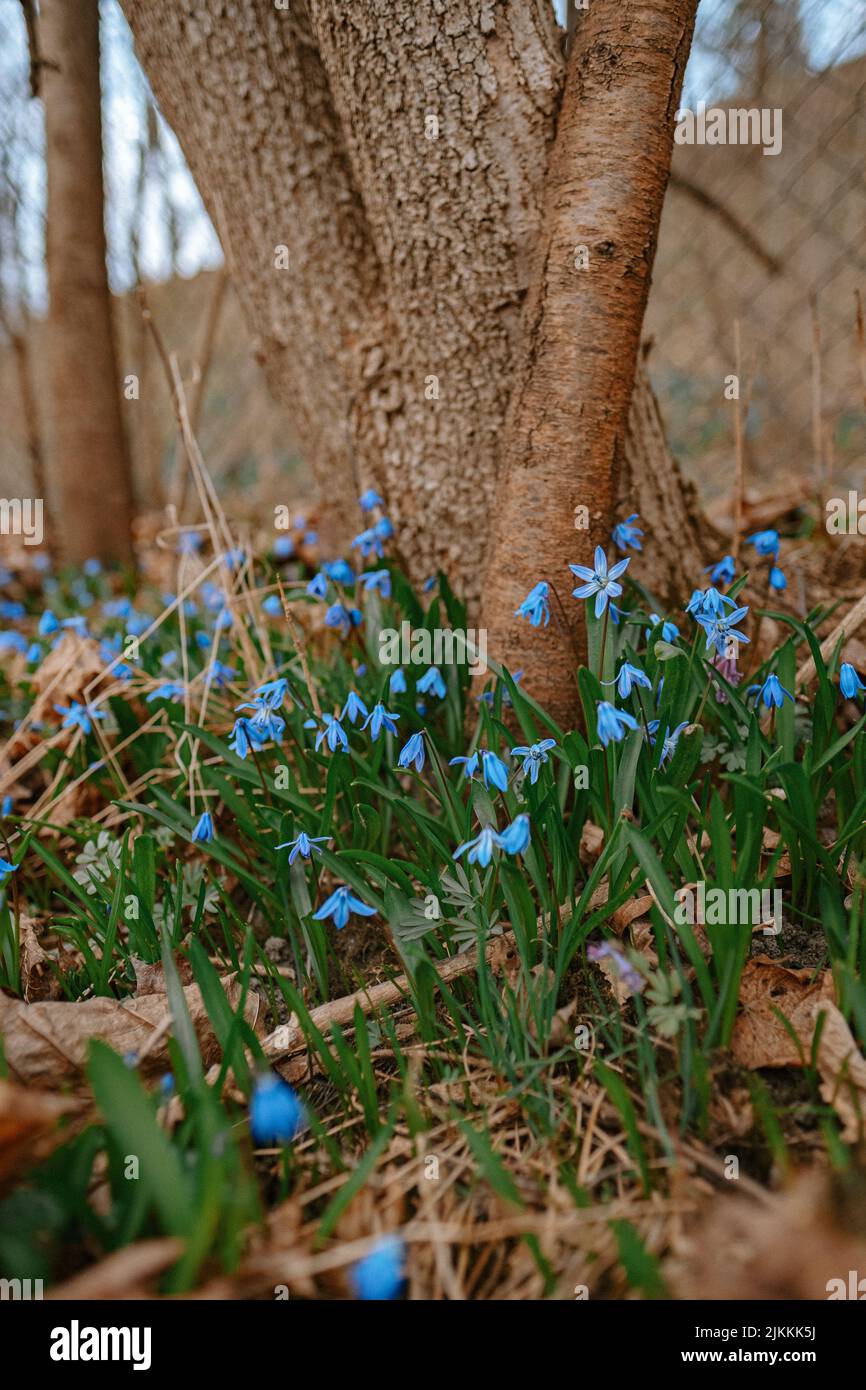 Un primo piano verticale dei fiori in fiore vicino al cimitero Foto Stock