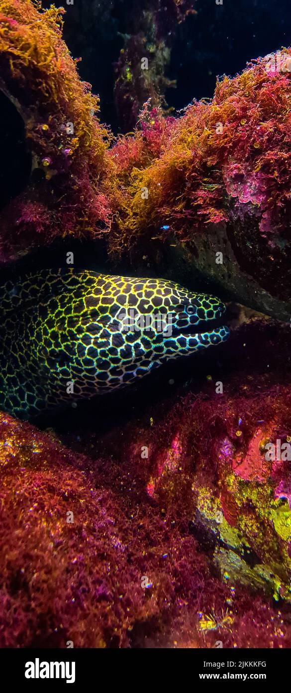 Uno scatto verticale della vita sottomarina con pietre colorate e animali marini Foto Stock