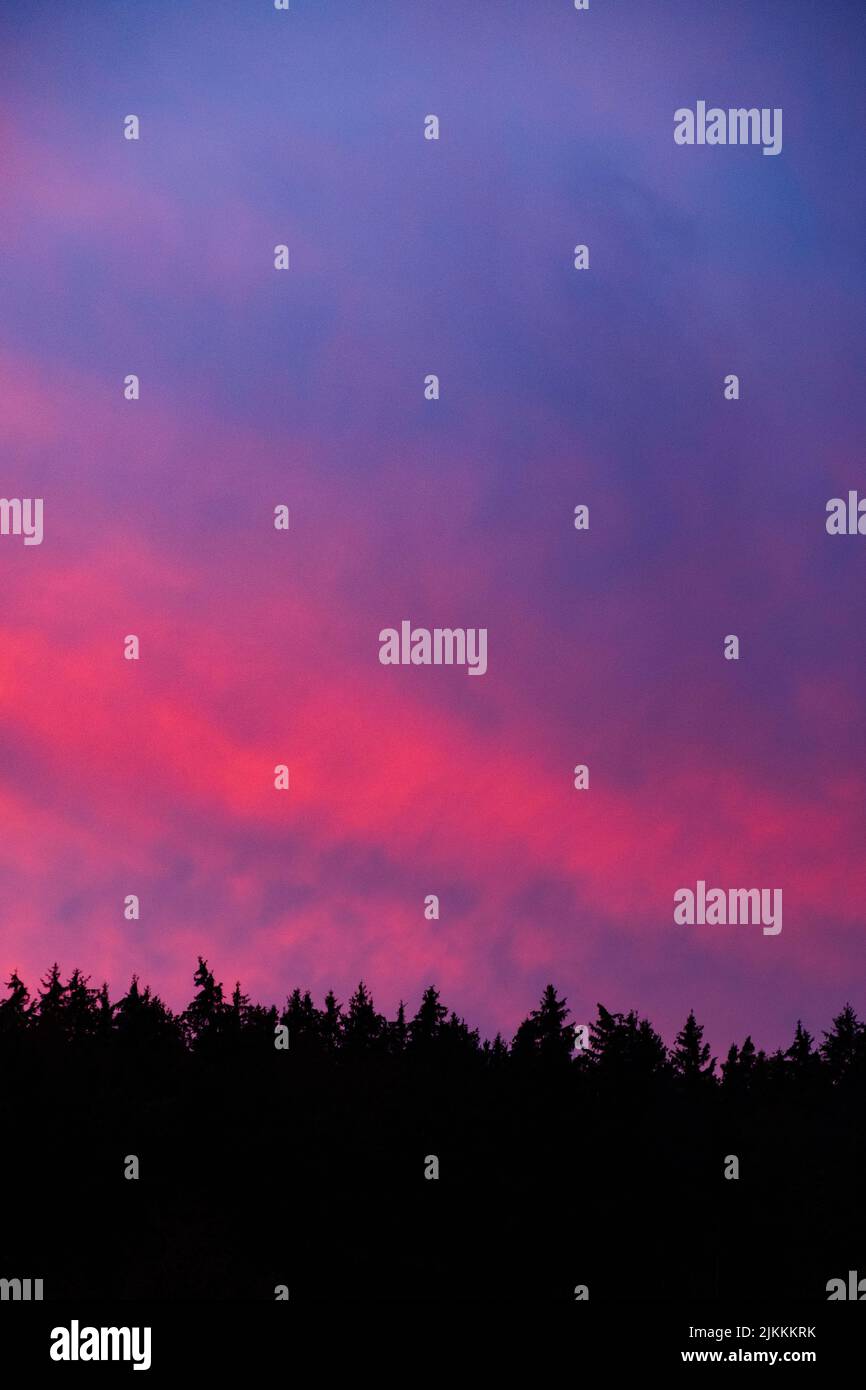 Una silhouette di alberi di conifere sotto un brillante cielo rosa e viola Foto Stock