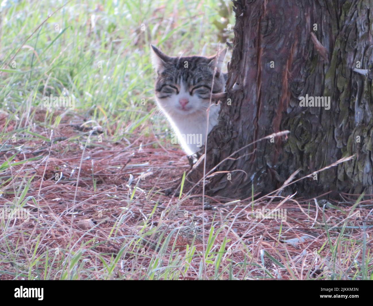 Un carino gatto lanuginoso chiudere gli occhi dietro l'albero sull'erba Foto Stock