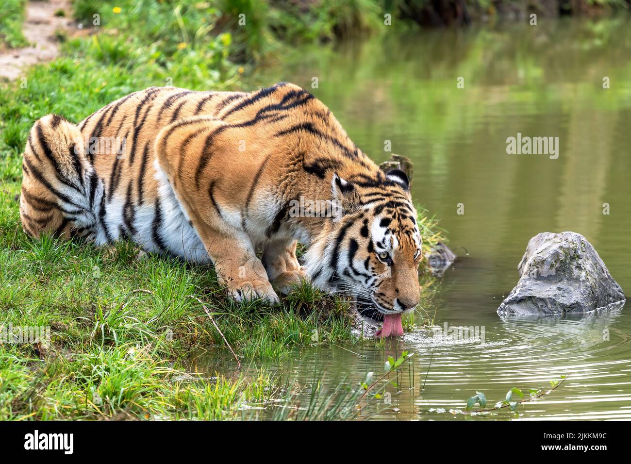 Una bella foto di una tigre siberiana che posa su erba e acqua potabile da un lago Foto Stock