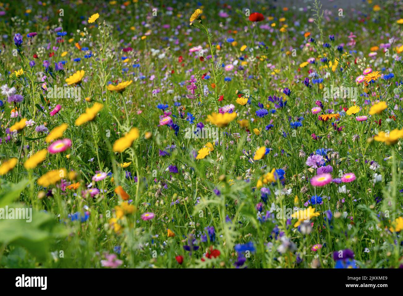 Diversi tipi di fiori in campo verde con varietà di colori. Foto Stock