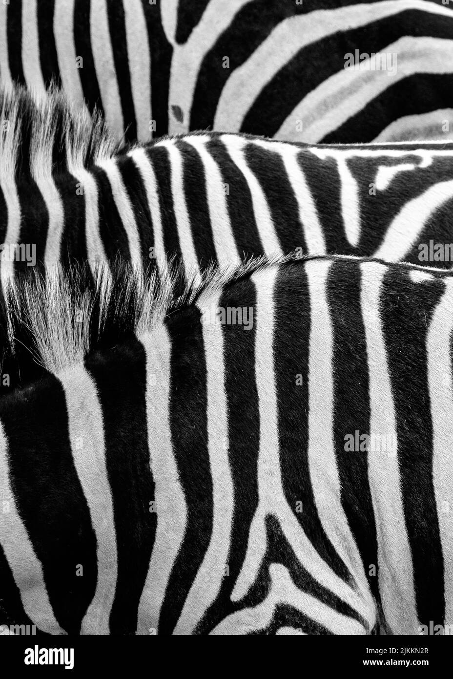 Un primo piano verticale delle zebre e dei capelli sul dorso. Foto Stock