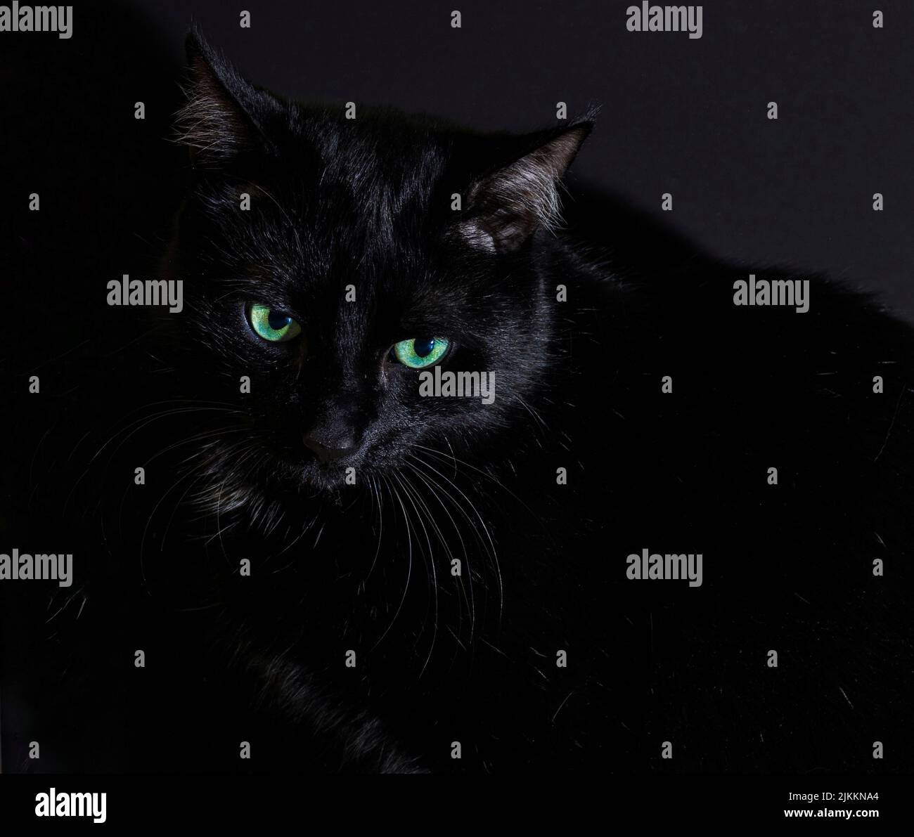 Un primo piano del bel gatto nero con gli occhi verdi nel buio. Foto Stock
