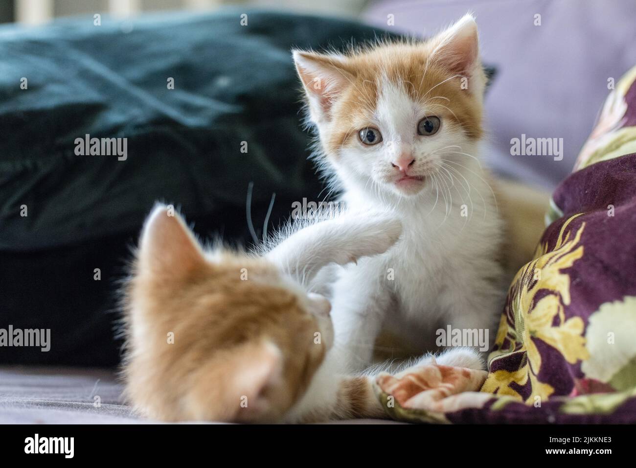 Un primo piano dei cuccioli carini che giocano l'uno con l'altro. Foto Stock