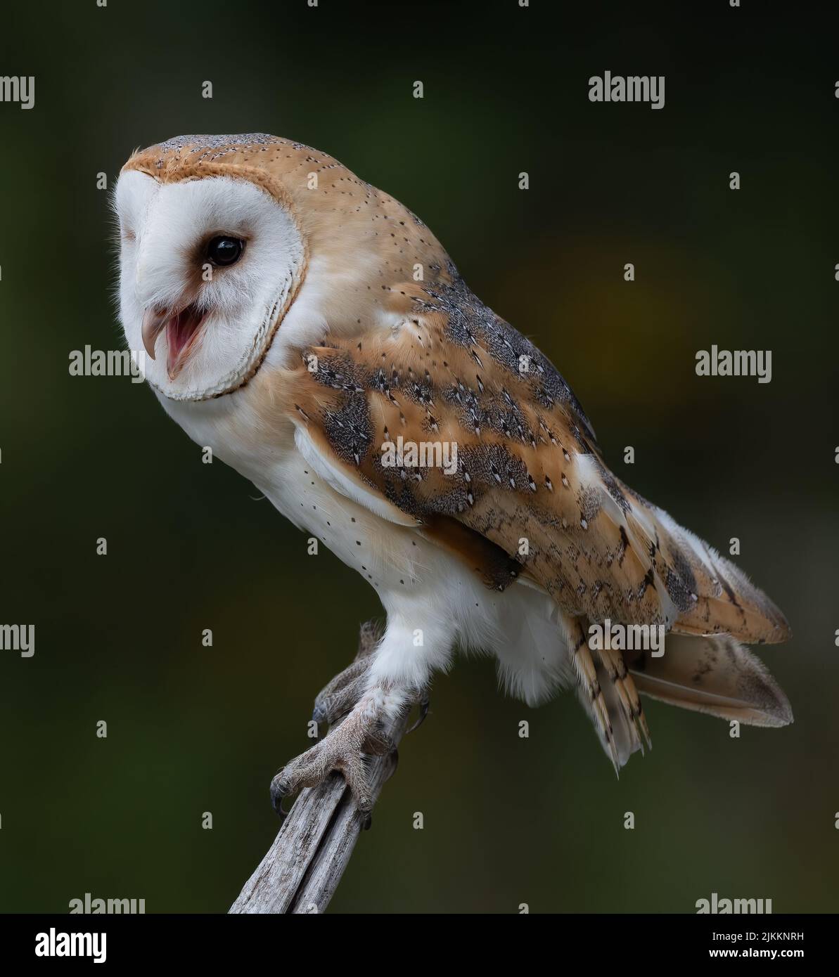 Un primo piano di un gufo di fienile (Tyto alba) su uno sfondo sfocato Foto Stock