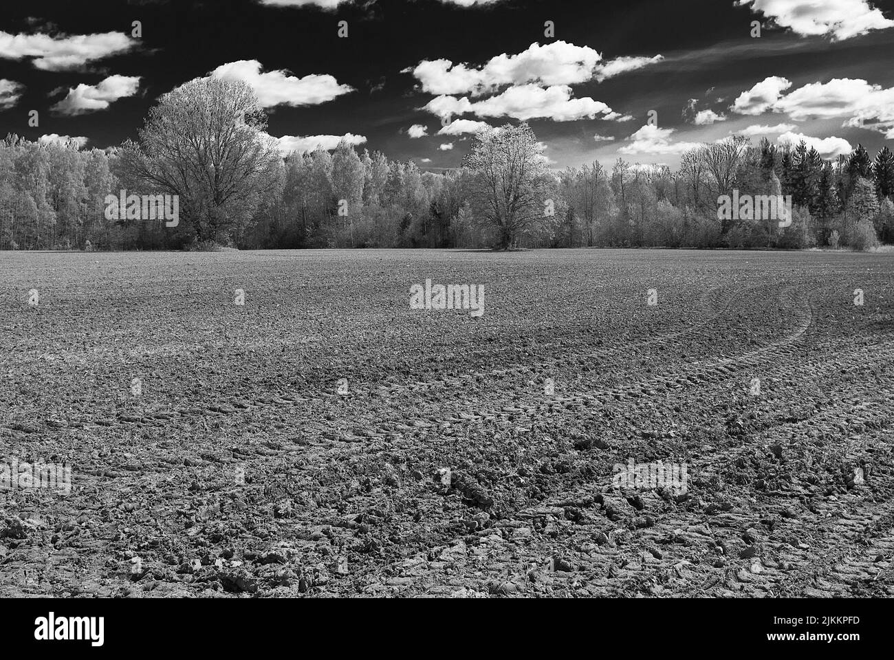 Una scala di grigi di pneumatici di trattore segna su un terreno nella foresta sotto un cielo nuvoloso Foto Stock
