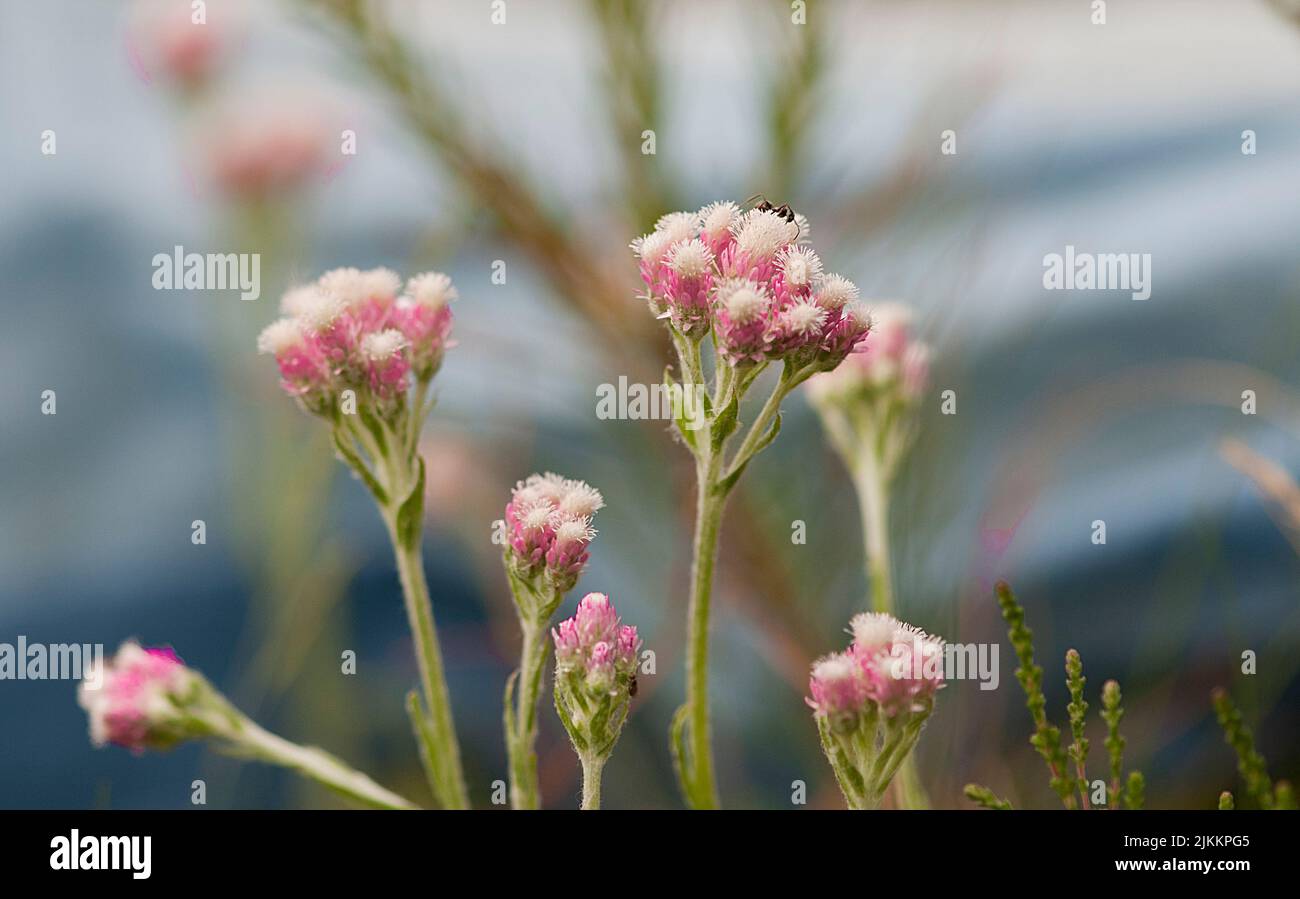 Un primo piano di Antennaria dioica rosa con un insetto in giardino in primavera Foto Stock