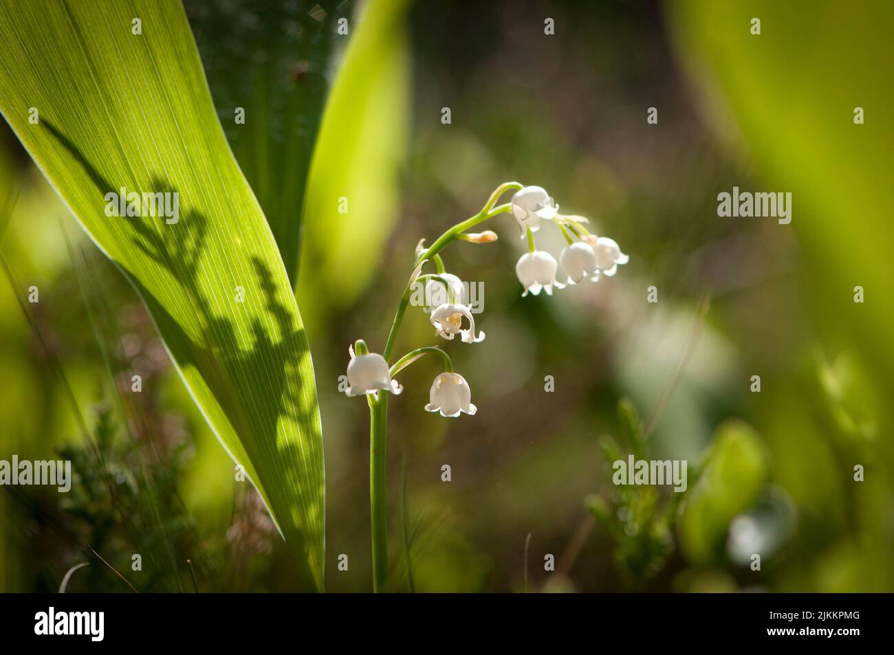 Un primo piano di un fiore bianco chiamato Lilies della valle coltivato nel giardino in primavera Foto Stock