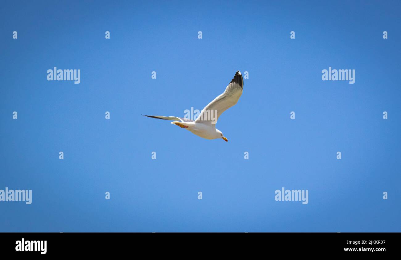 Un gabbiano bianco che vola in un cielo blu brillante Foto Stock