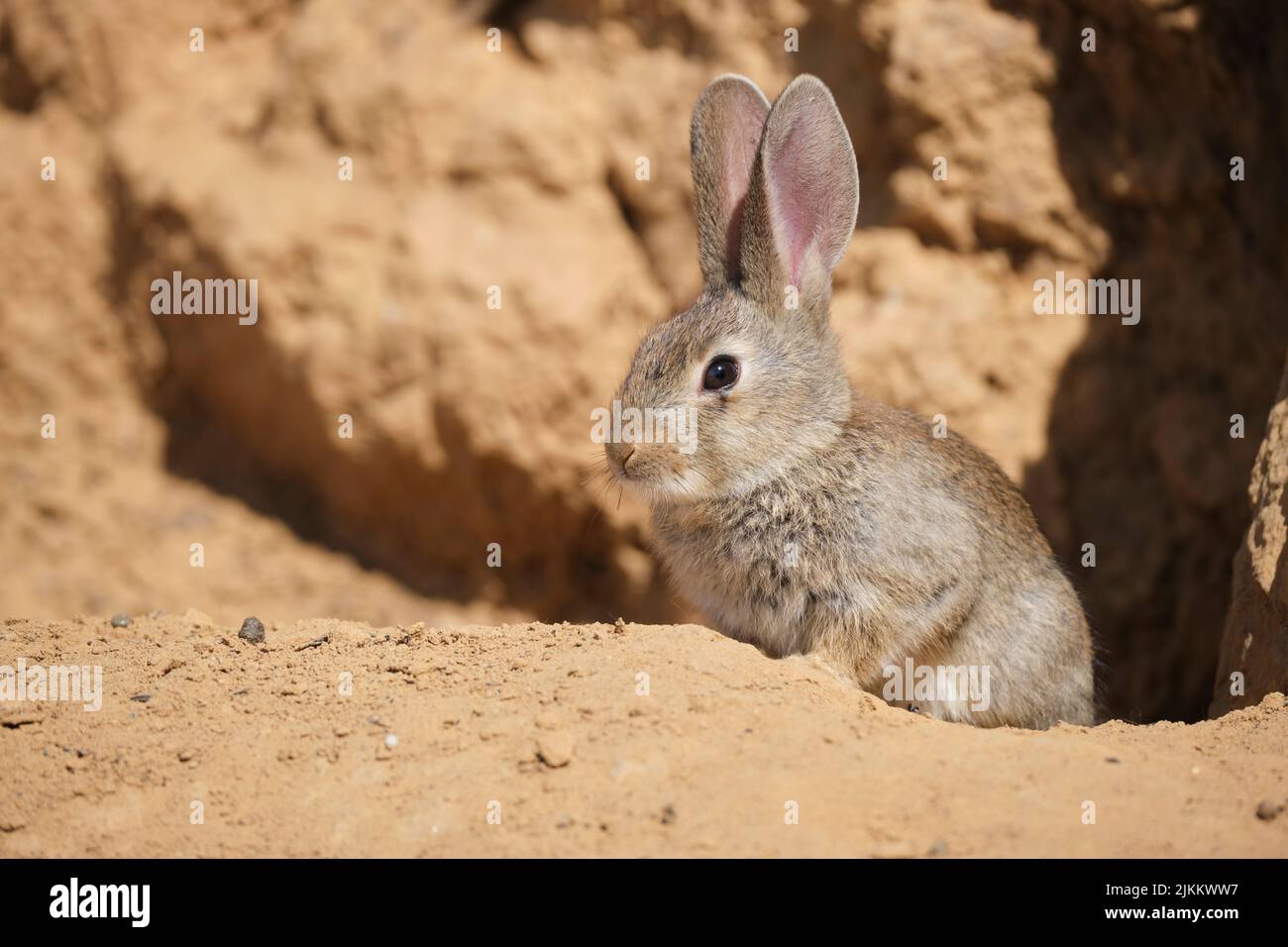 Adorabile sylvilagus audubonii coniglietto seduto su un terreno sabbioso illuminato dal sole vicino a una scogliera di arenaria in una giornata calda nel deserto arido Foto Stock