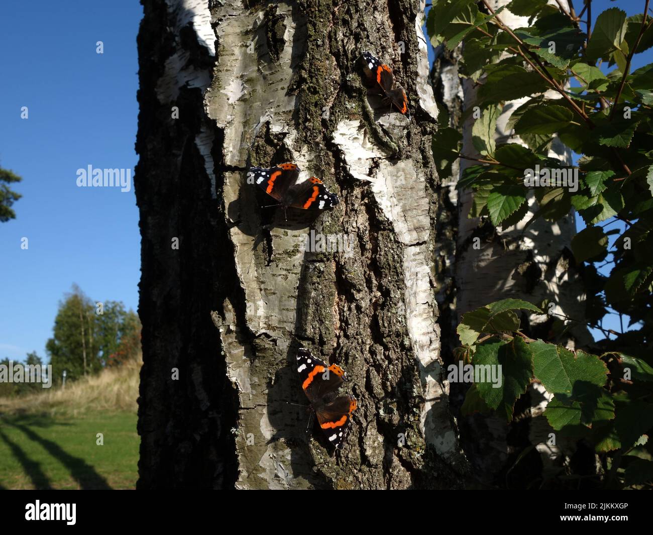 Farfalle, Ammiraglio Rosso, Vanessa Atalanta, crogiolarsi al sole su un tronco di betulla. Foto Stock