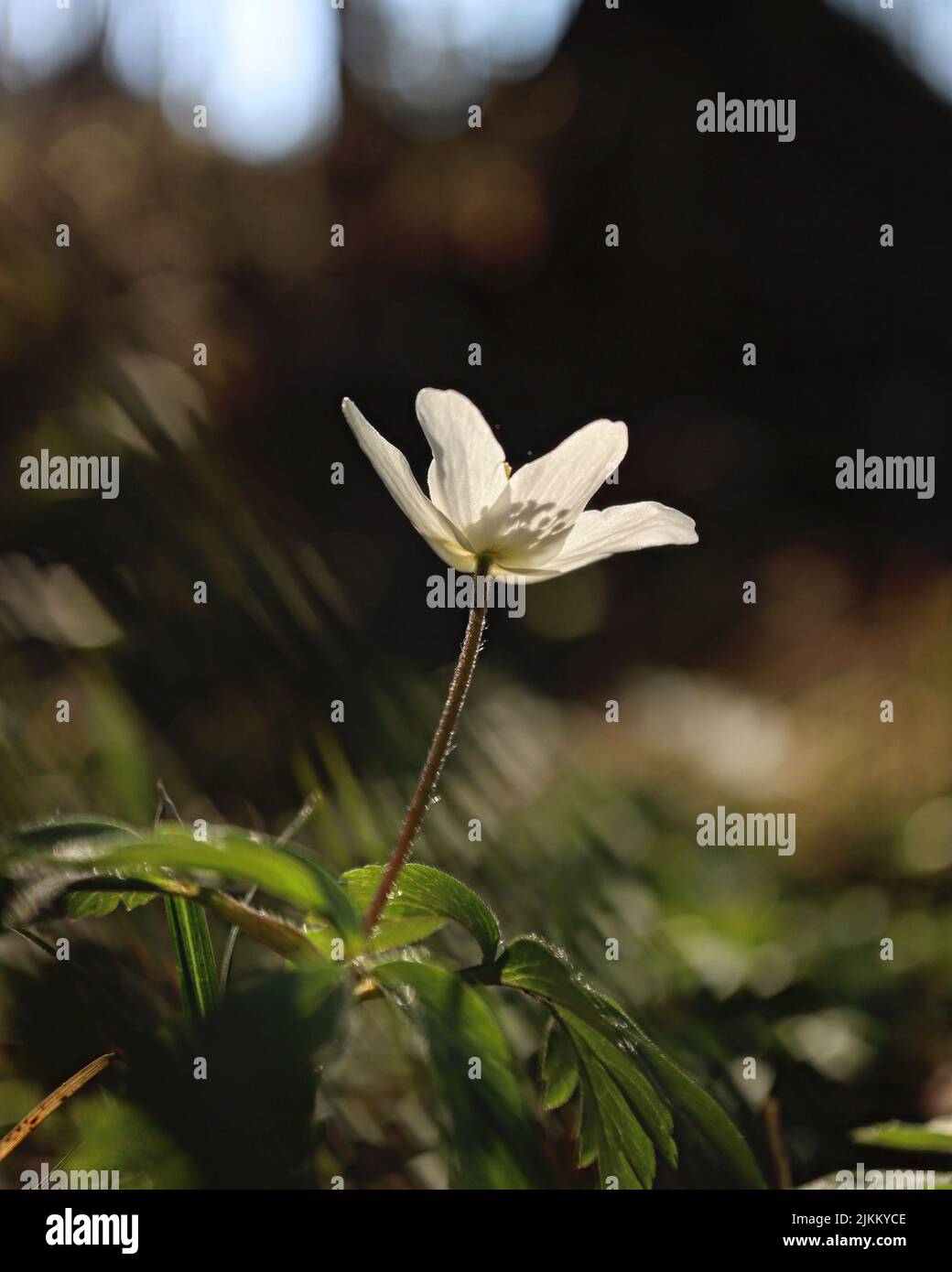 Uno scatto verticale di un fiore bianco alla luce del giorno su uno sfondo sfocato Foto Stock