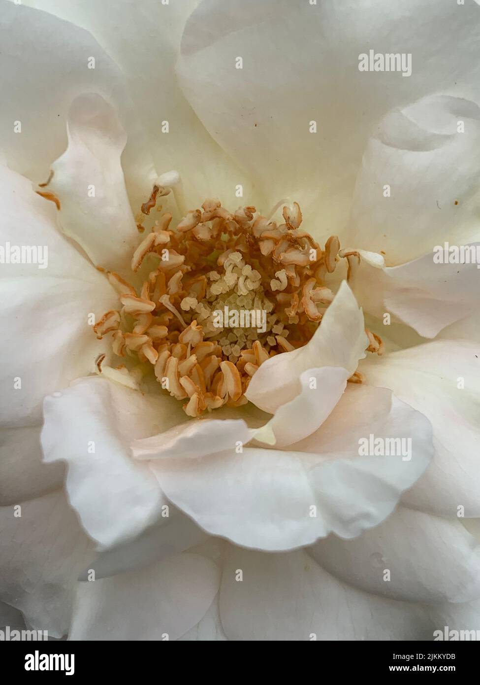 Un primo piano della rosa bianca di york Foto Stock