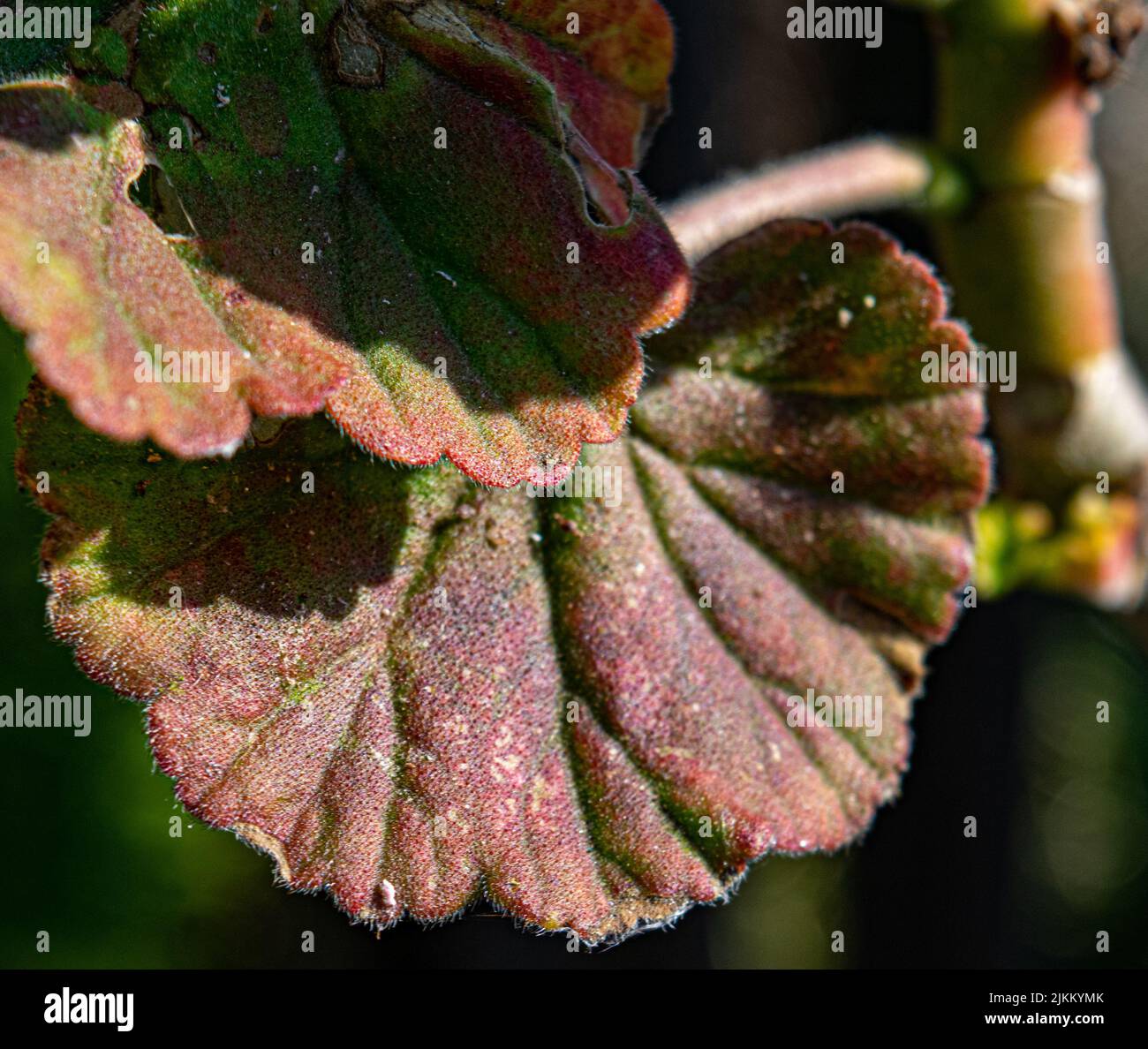 Un macrofo di una bella verde rossiccio rex Begonia foglie che crescono nel giardino sotto la luce del sole Foto Stock