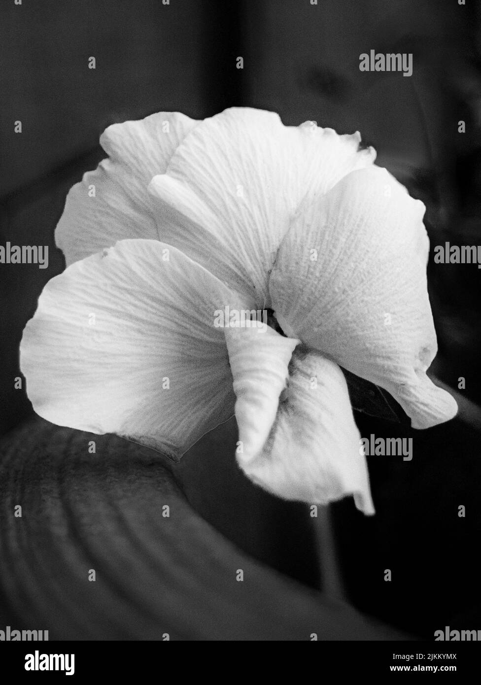 Un primo piano in scala di grigi di un bel fiore fiorito in giardino Foto Stock