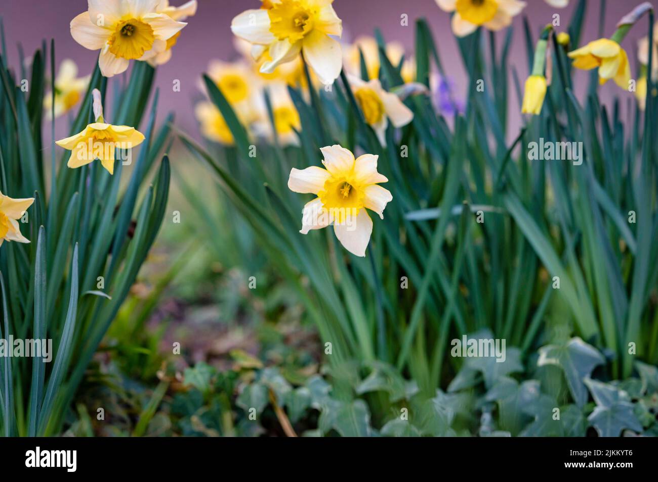 Un bel colpo di fiori gialli narciso nel campo in una giornata di sole Foto Stock