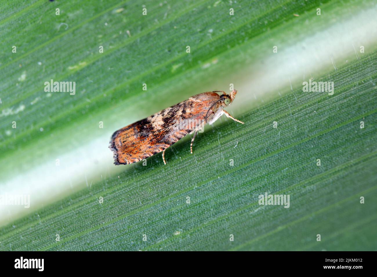 Tortrinid Leafruller Moth della famiglia Tortridae su una foglia di mais. Foto Stock