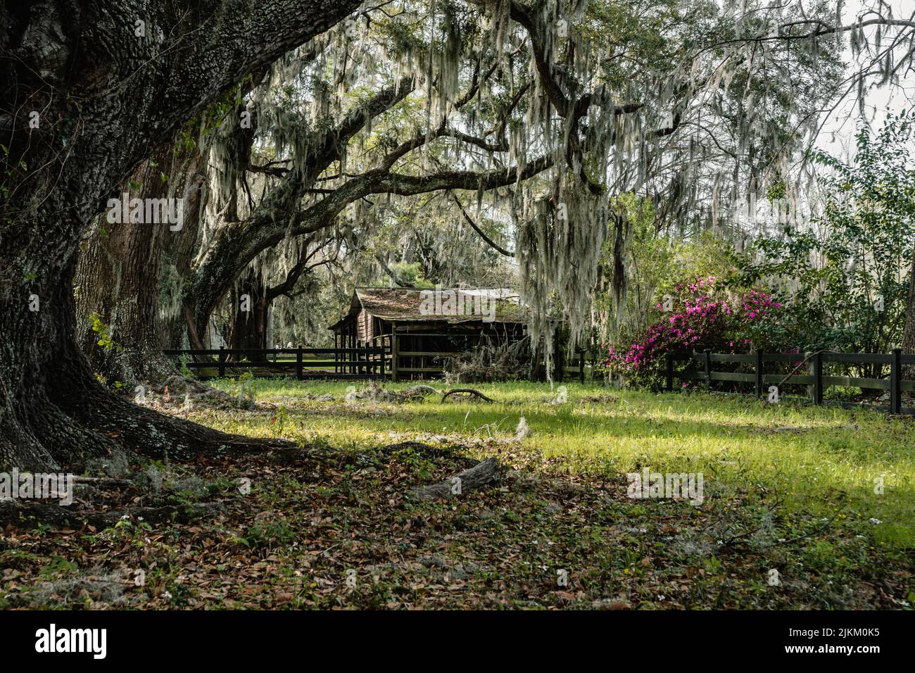 Un bel giardino con fiori e alberi viola Foto Stock