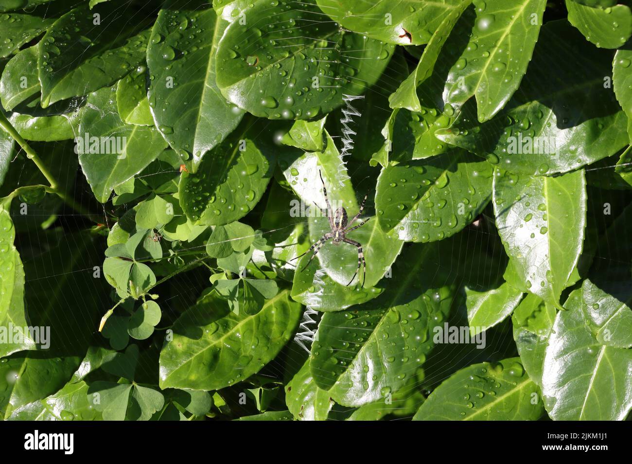 ragno della tigre, o ragno della vespa. ragno maschio creepy sta aspettando nell'albero della baia per gli insetti per la colazione. Foto Stock