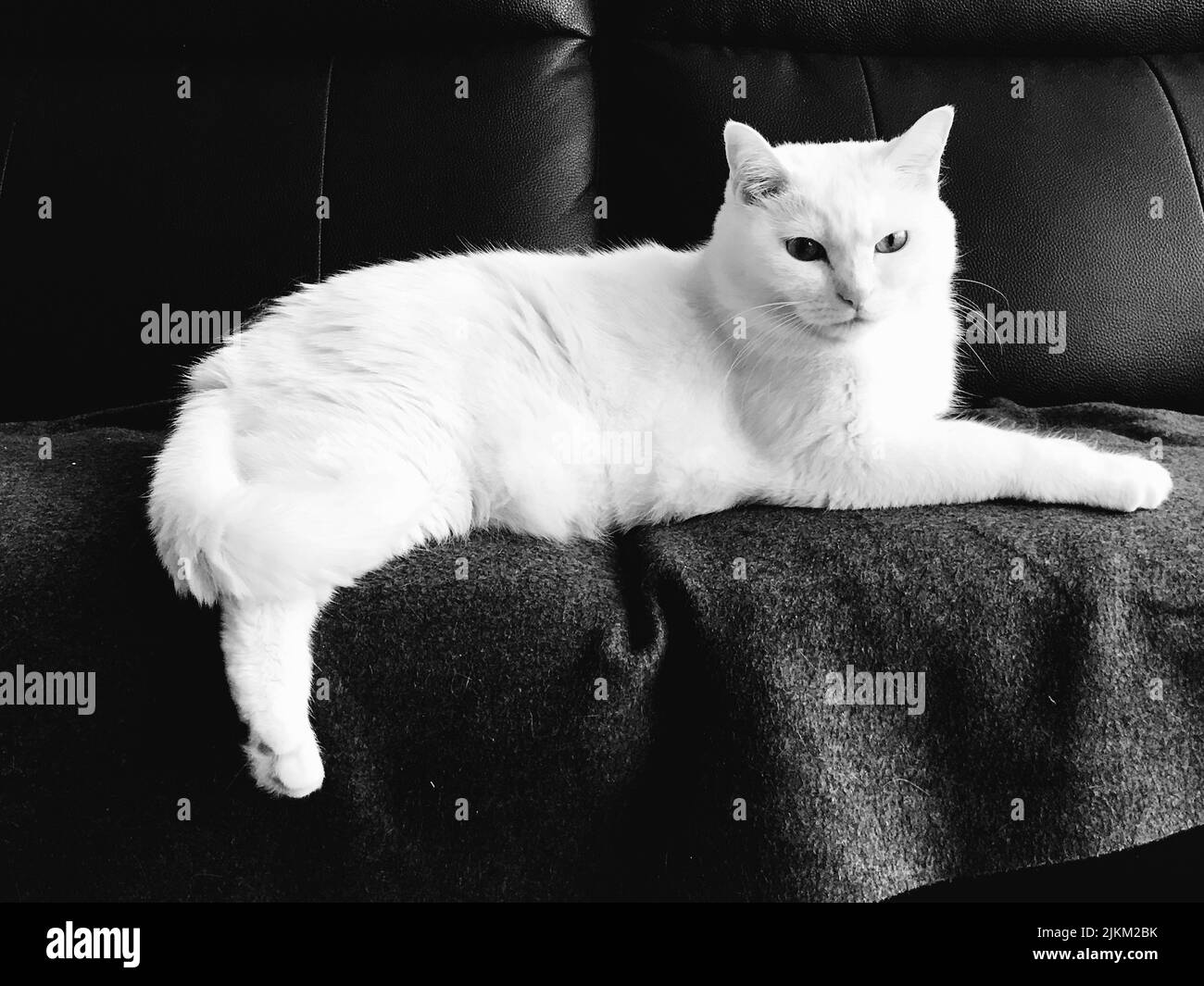 Un primo piano di un gatto bianco sdraiato su un divano Foto Stock