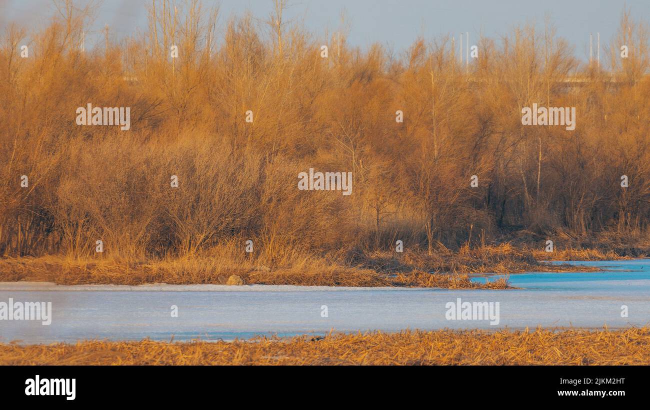Vista sugli alberi gialli secchi e sull'erba su entrambi i lati di uno stagno o di un fiume in autunno Foto Stock Vista sugli alberi gialli secchi e sull'erba su entrambi i lati di uno stagno o di un fiume in autunno Foto Stock