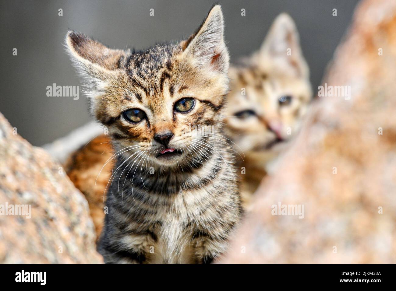 Un primo piano di un gatto Foto Stock Un primo piano di un gatto Foto Stock