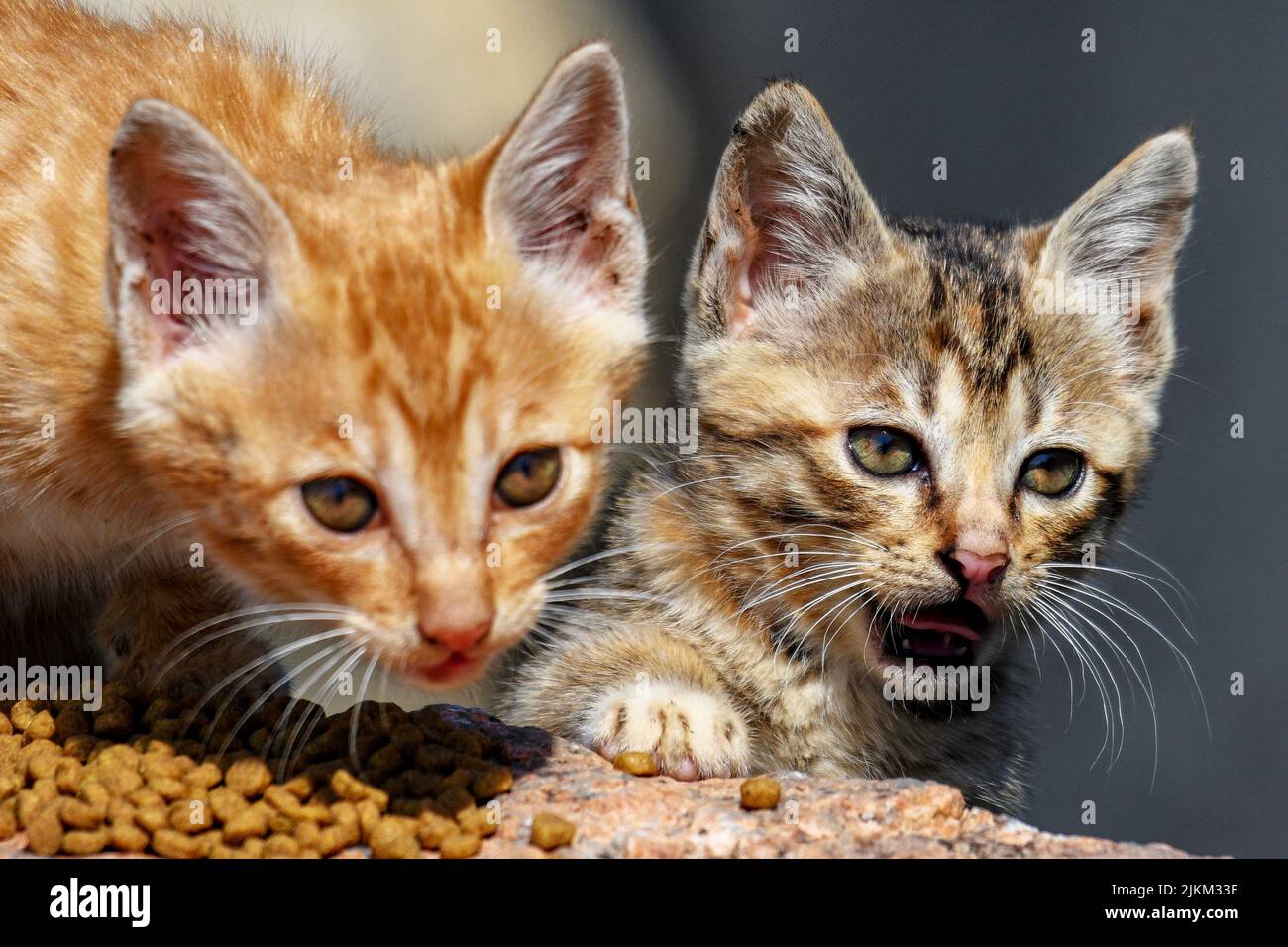 Un primo piano di gatti Foto Stock Un primo piano di gatti Foto Stock