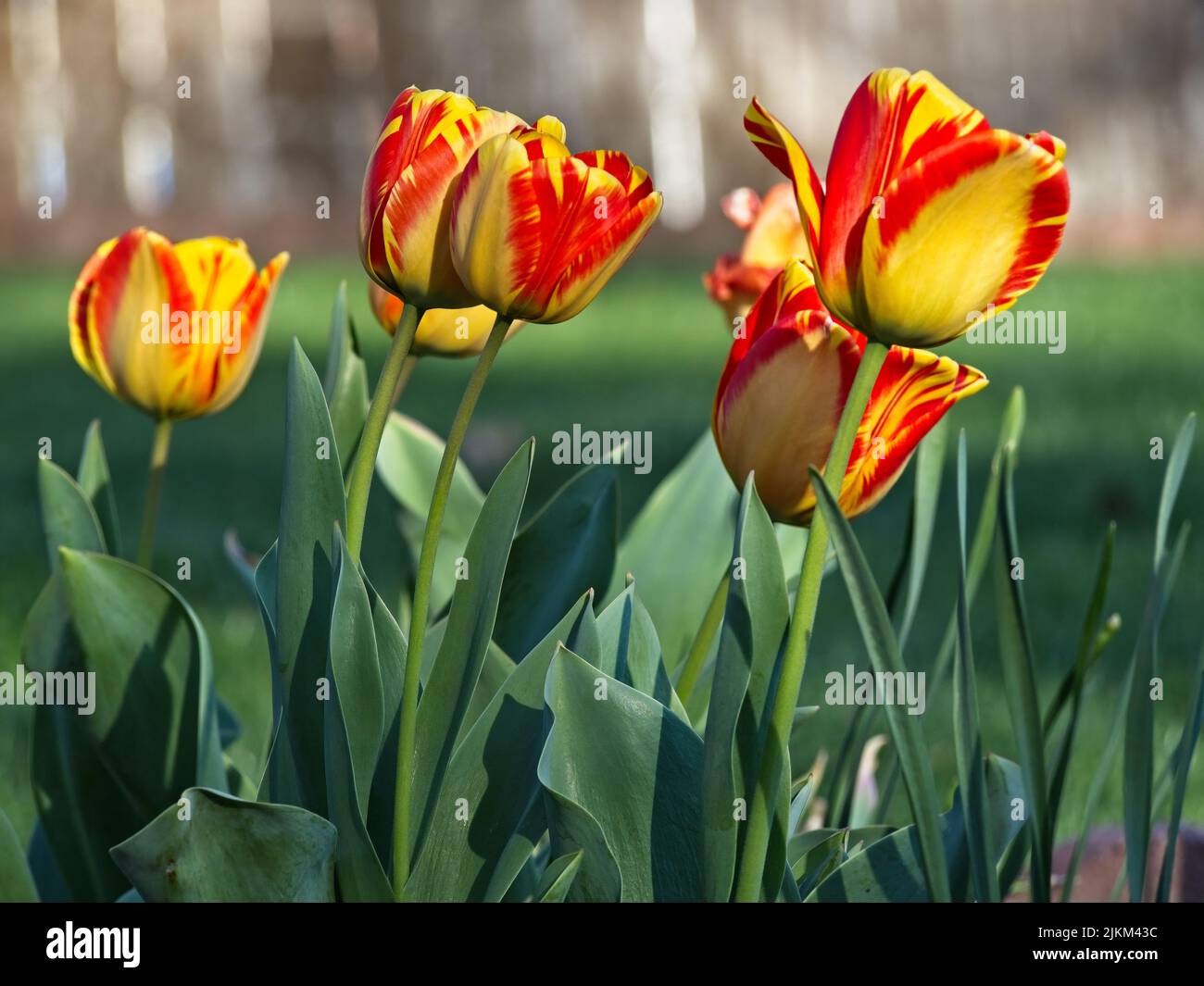 Alcuni fiori tulipani che crescono nel giardino. Foto Stock