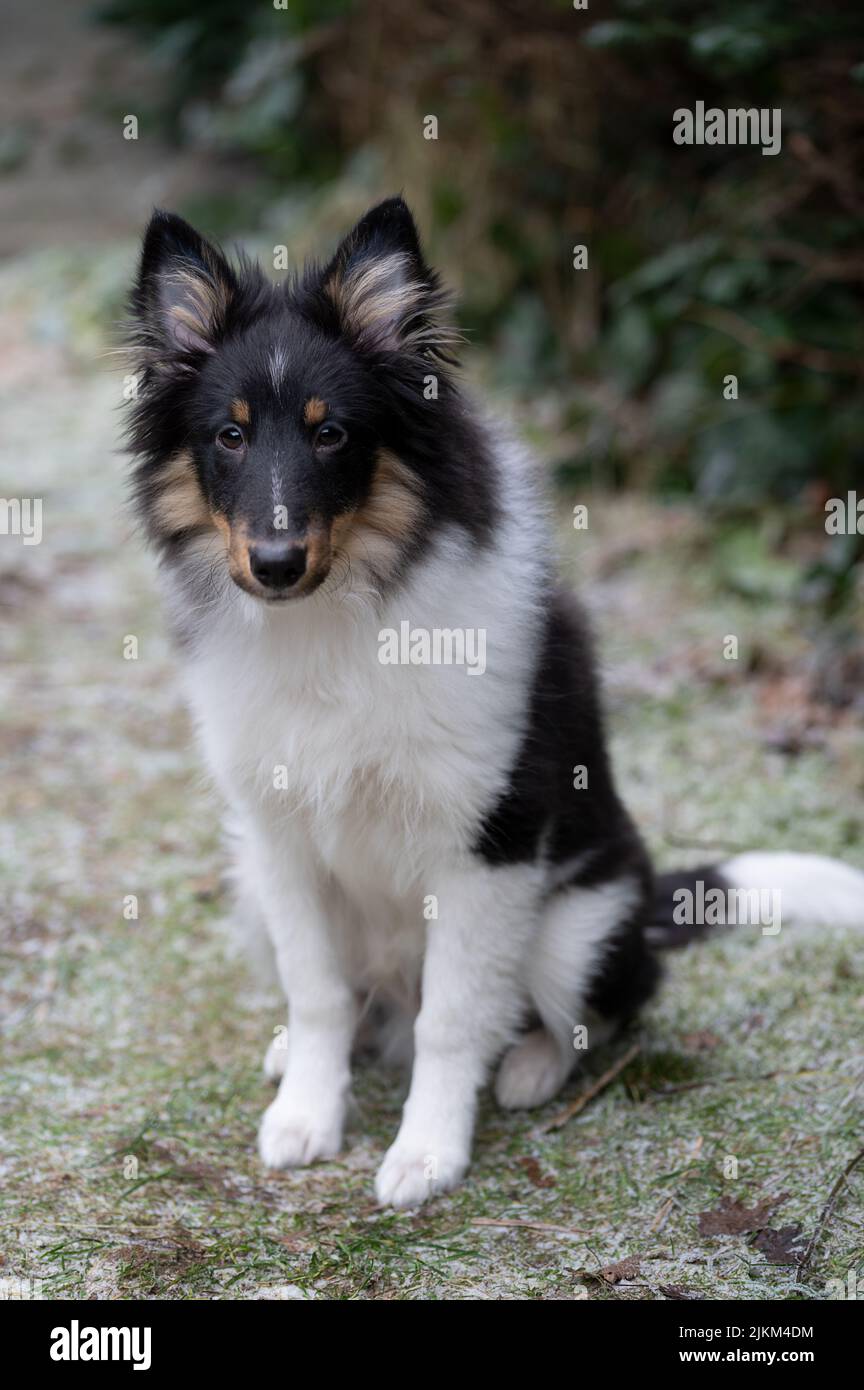 Un colpo verticale di una sheltie seduta sull'erba. Foto Stock