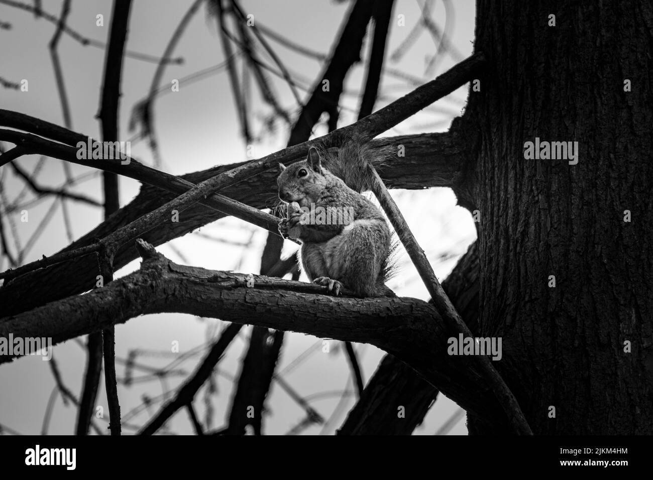 Un colpo in scala di grigi di uno scoiattolo seduto su un ramo di albero e mangiare qualcosa. Foto Stock